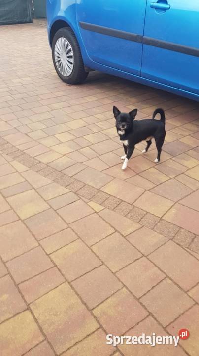 Piesek chihuahua Płońsk sprzedam