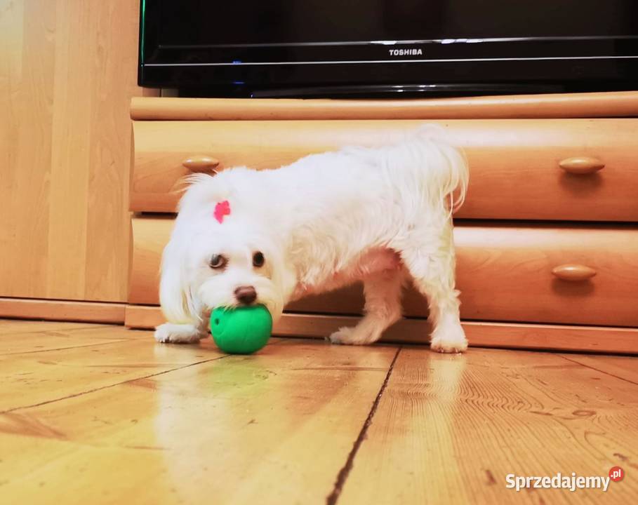 Maltańczykcudny piesek mazowieckie Warszawa sprzedam