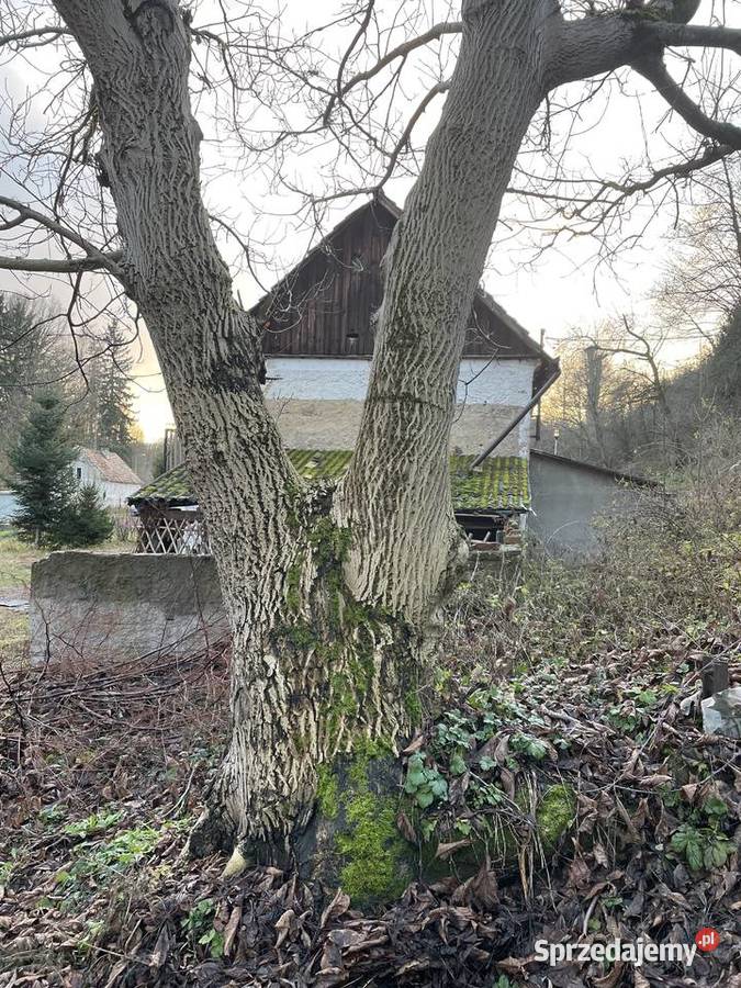 Orzech włoski Lwówek Śląski