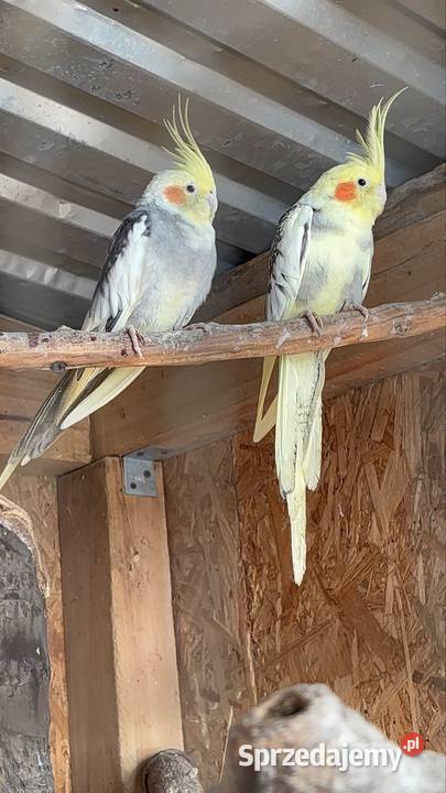 Papugi nimfy para dolnośląskie Strzegom sprzedam