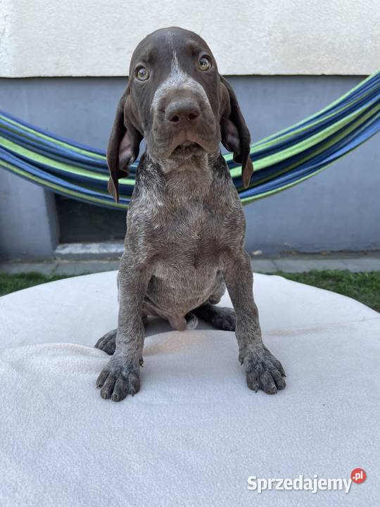 WYŻEŁ NIEMIECKI SZCZENIAKI Kadłub Turawski