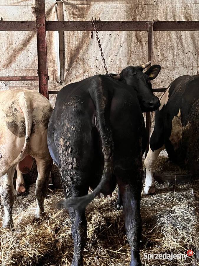 Jałówka cielna angus limousine Bydło Próchenki