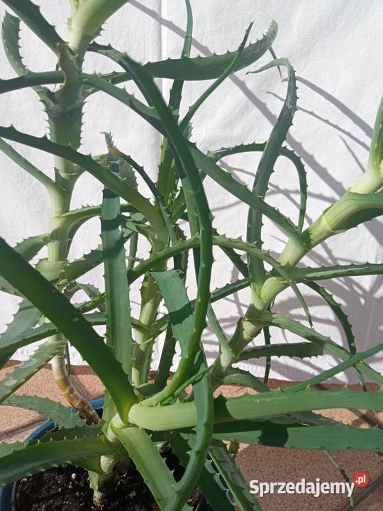 Aloes Aloesy 4w1 Nowy Sącz