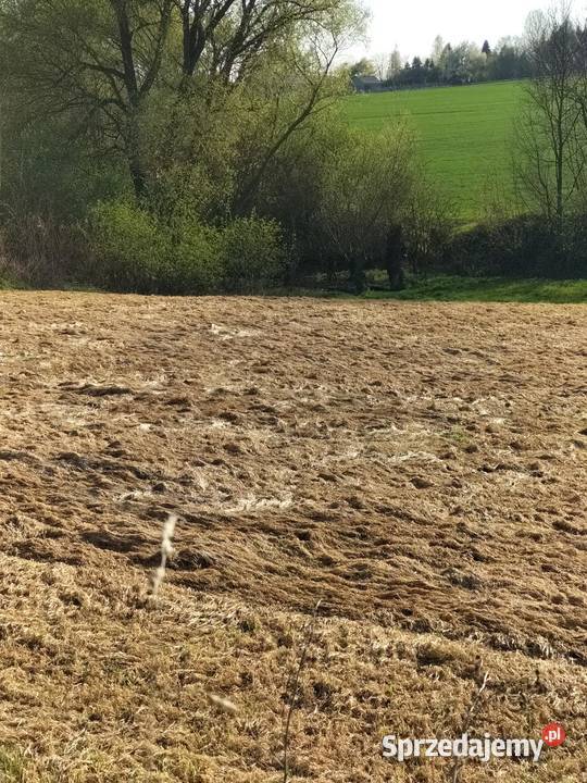 30ar Kościejów gm Racławice Sprzedaż