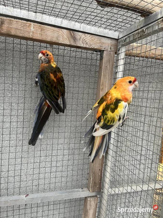 Rozelle królewskie szeki pomarańczowe Ptaki Sośnicowice
