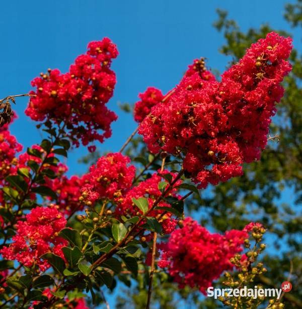 LAGERSTROEMIA MAGNIFICA RUBRA sadzonki w Ustronie