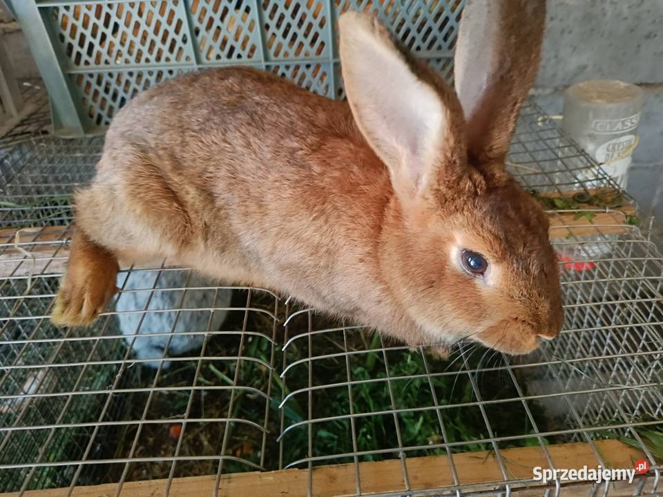 Króliki mieszane