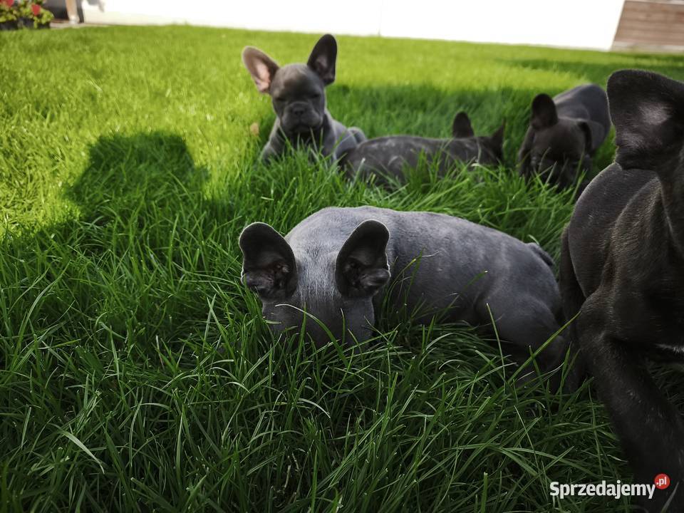 Buldog francuski mazowieckie Sochaczew