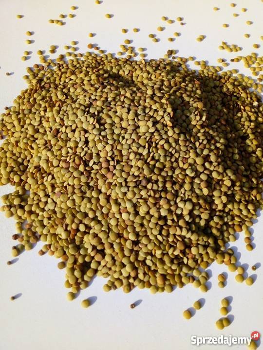 Soczewica jadalna Spławie