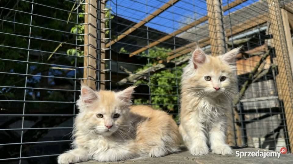 Maine Coon Kotka WCF 5 Pokoleniowy Rodowód Daleszyce sprzedam