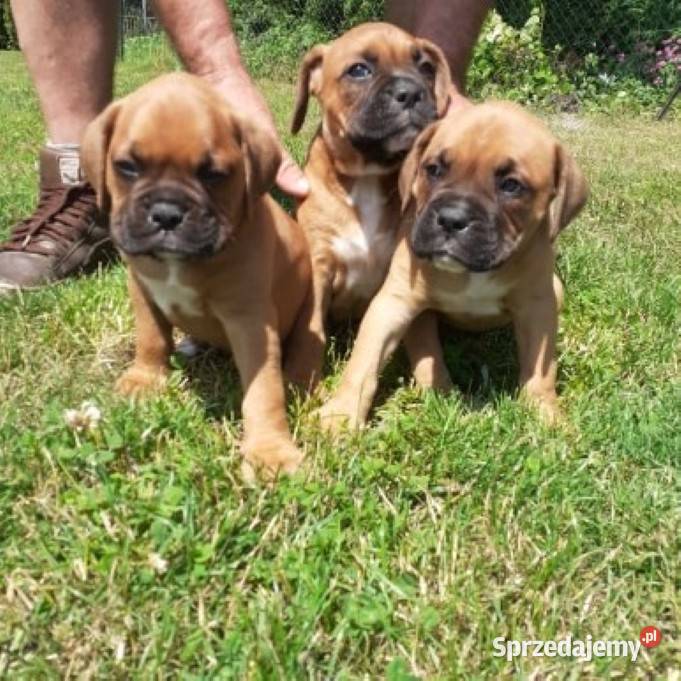 Sprzedam szczeniaki boksera Rakówka