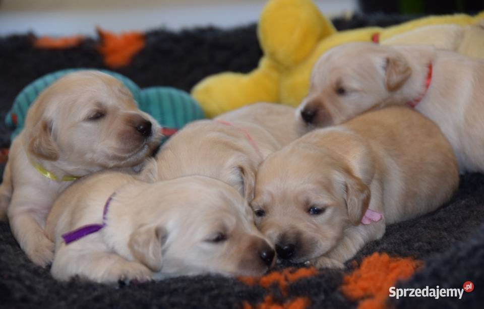 Golden Retriever szczenięta ZKWP FCI Golden Retriever Łochów