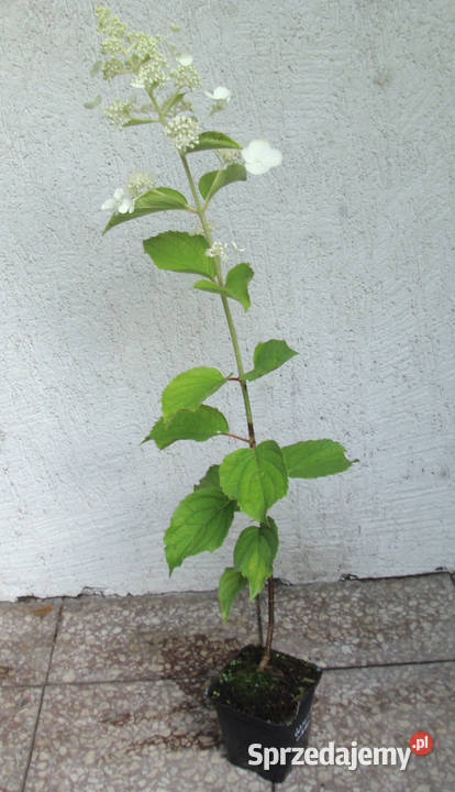 HORTENSJA White Lady sadzonki w doniczkach Ustronie