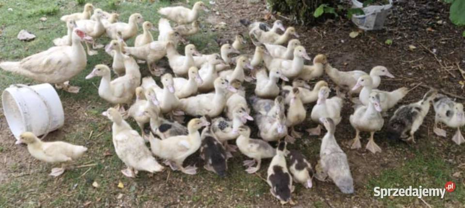 Kaczki pekinki I kaczki pisklęta młode pekinki Zgoda
