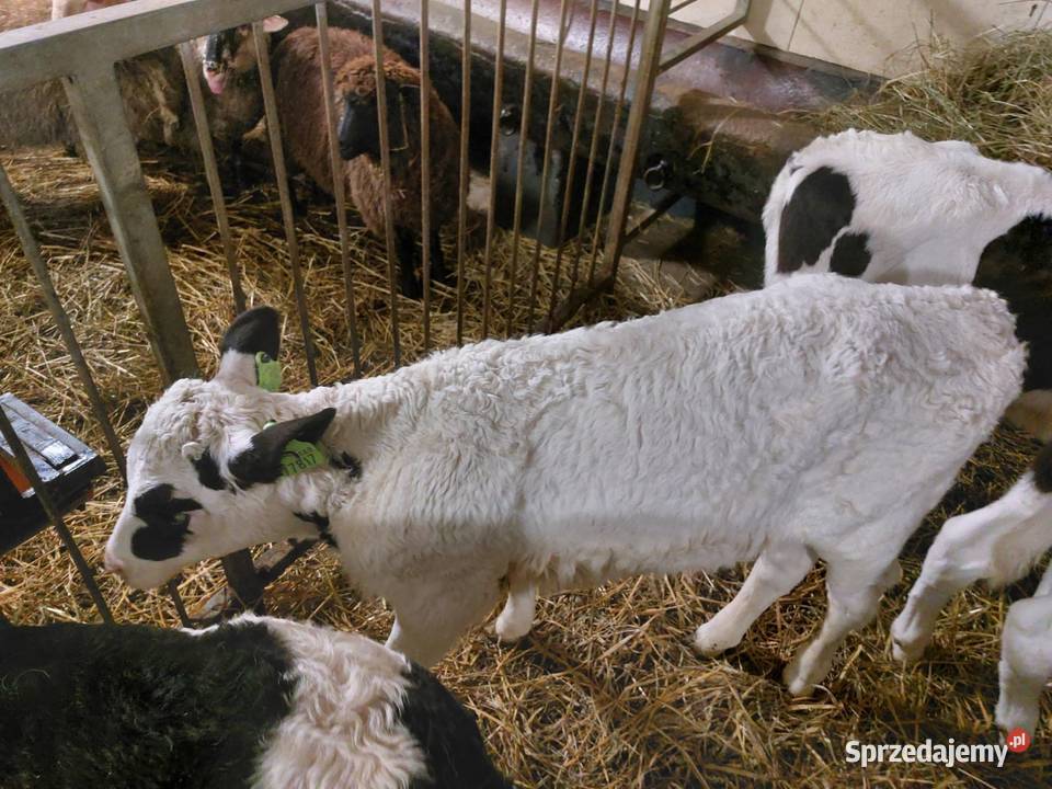 Sprzedam byczki jałoszki mazowieckie Ciechanów