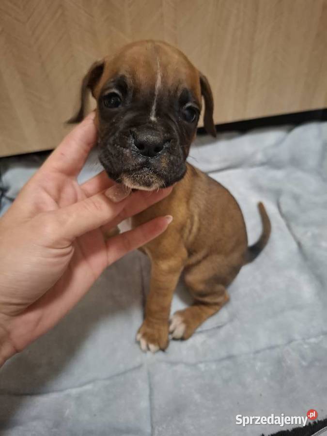 Szczeniaki rasy bokser dolnośląskie Legnica