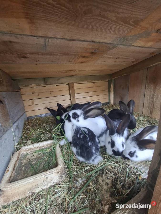 Sprzedam króliki Skarszewy