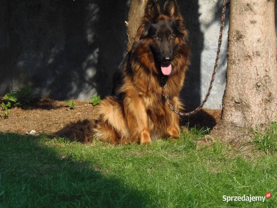 owczarek niemiecki szczeniaki długowłose z Radom