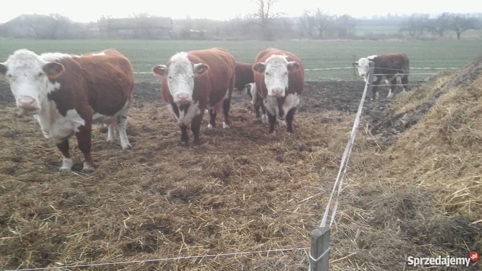 Bydło Hereford Buhaj Jałówki Odsadki Krowy Strzelce-Kolonia