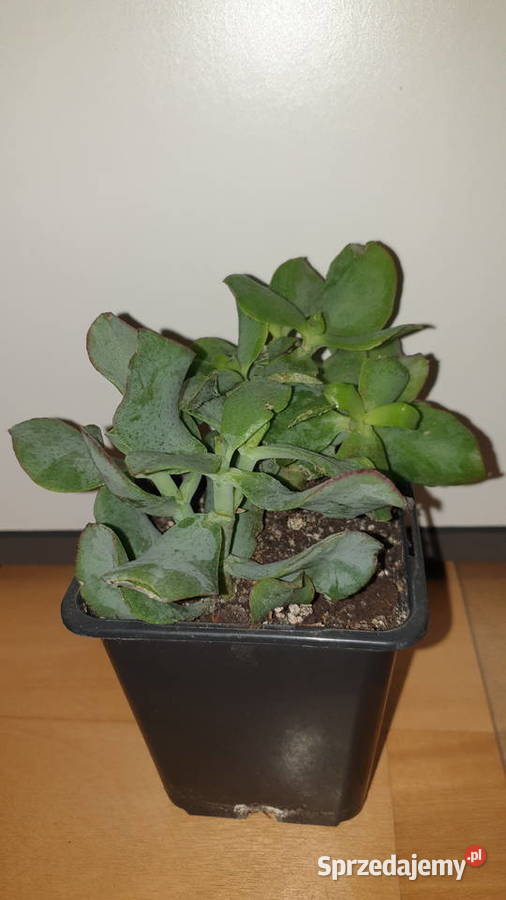 Grubosz Arborescens undulatifolia Blue Hale Warszawa