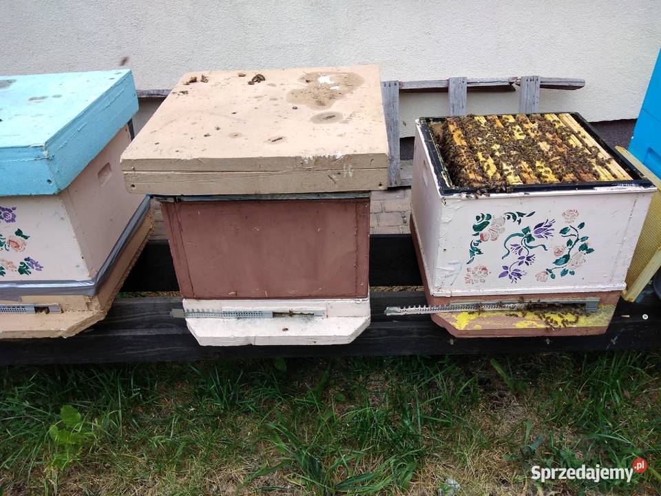 Ule wielkopolskie z pszczołami Poznań