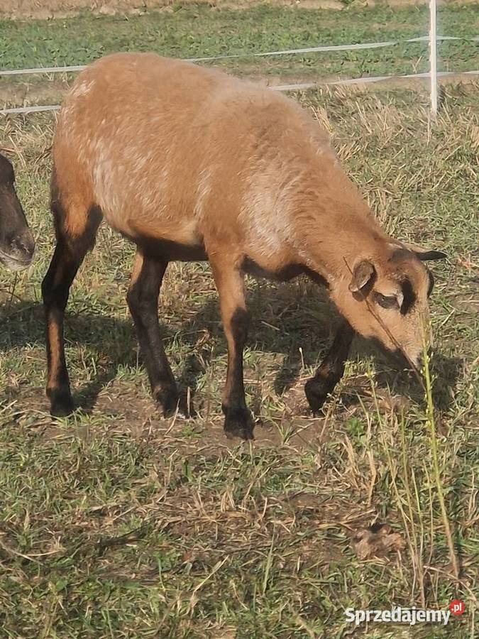 Owieczka Kameruńska Parczew sprzedam