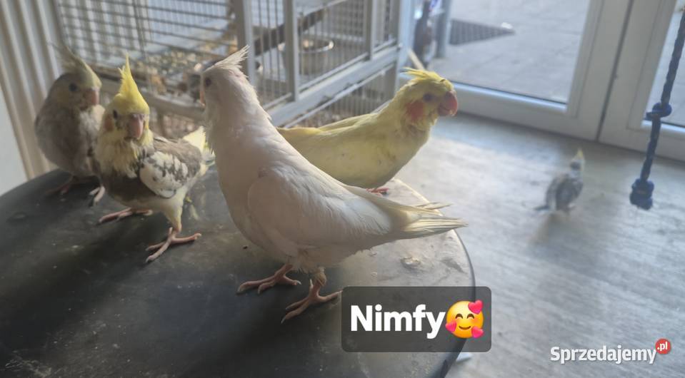 Ręcznie karmione nimfy aleksandretty obroźne Sulejów sprzedam