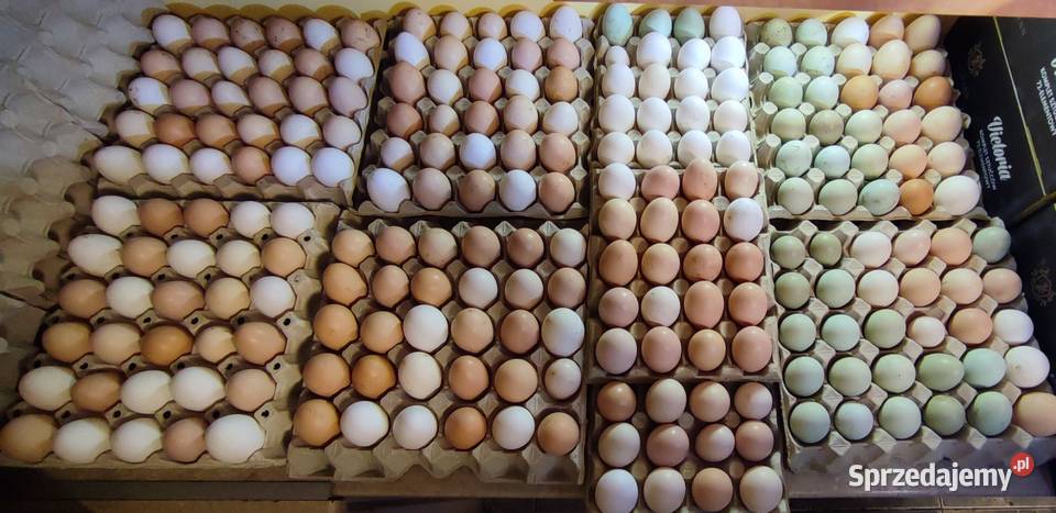 Jajka lęgowe brachma leghorn włoszka silka Rawa Mazowiecka