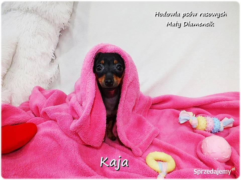 Pinczer miniaturowy Ratlerek Suczka KAJA z Żary sprzedam