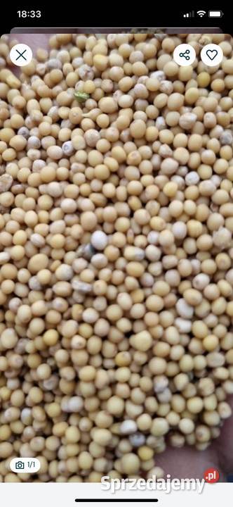 Gorczyca na polony Niezabitów-Kolonia sprzedam