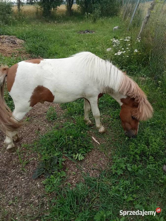 Kucyk świętokrzyskie Bieglów