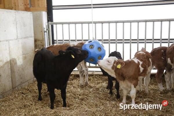 Piłka koni niebieska 3210385KER Kamionna