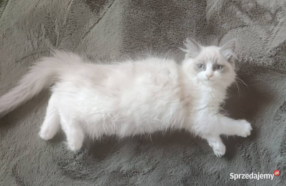 Kotka Ragdoll cherubim Boguchwała