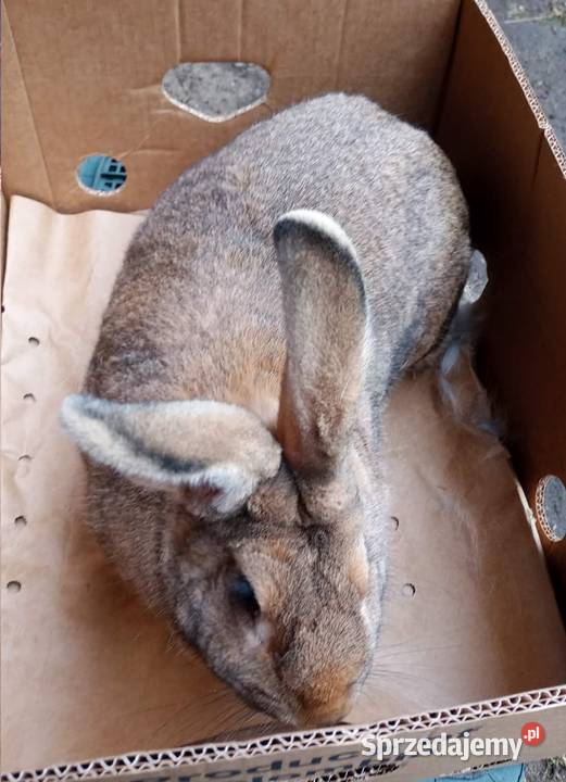 Królik dorosła samica Dębicze