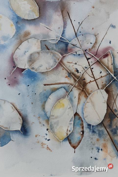 Akwarela Akwarelka Obraz pt Lunaria wielokolorowy Obrazki i obrazy Kołobrzeg
