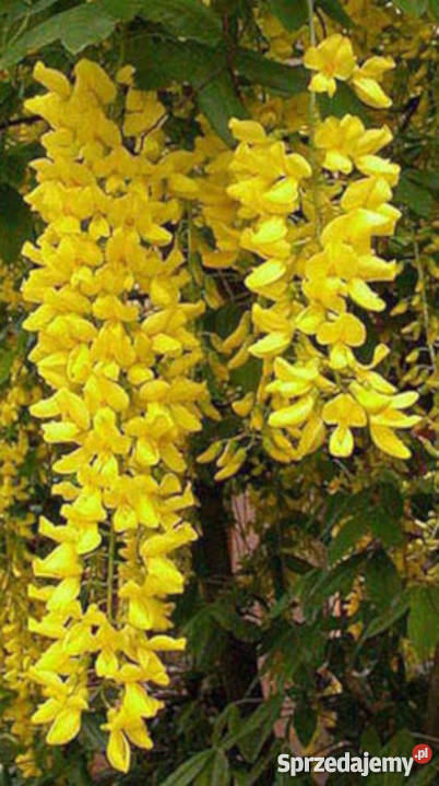 ZŁOTOKAP LABURNUM sadzonki w doniczkach PROMOCJA kujawsko-pomorskie Ustronie