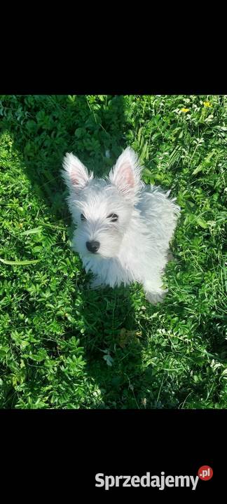 Piesek West Highland White Terrier Białowice