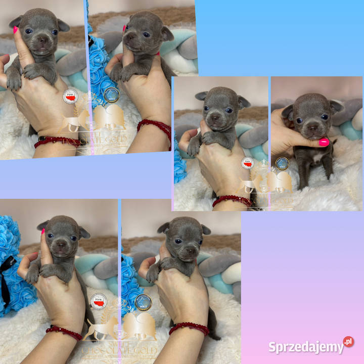 Chihuahua mini piesek krótkowłosy liliowy mini Bełchatów