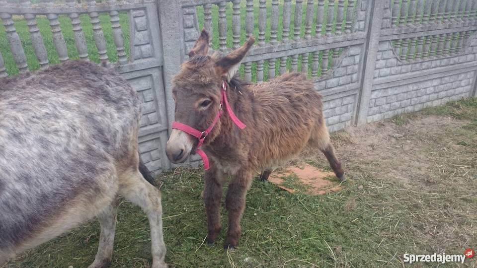 Sprzedam Osiołka ogiera Czarny Las