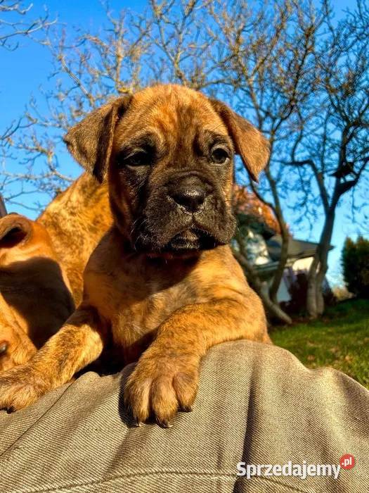 Urocze szczeniaki rasy bokser lubelskie Przytoczno
