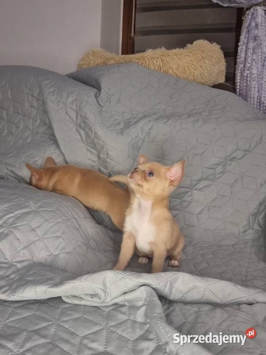 CHIHUAHUA KRÓTKOWŁOSY PIES FCIwita Sosnowiec