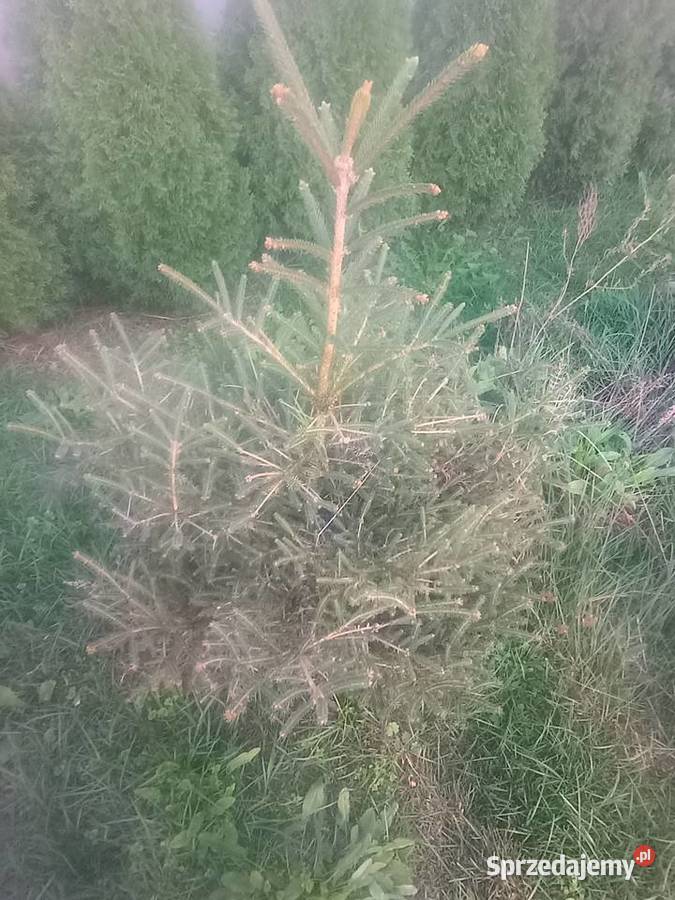 Świerki zielone Iglaste Dom i Ogród Zagórów sprzedam
