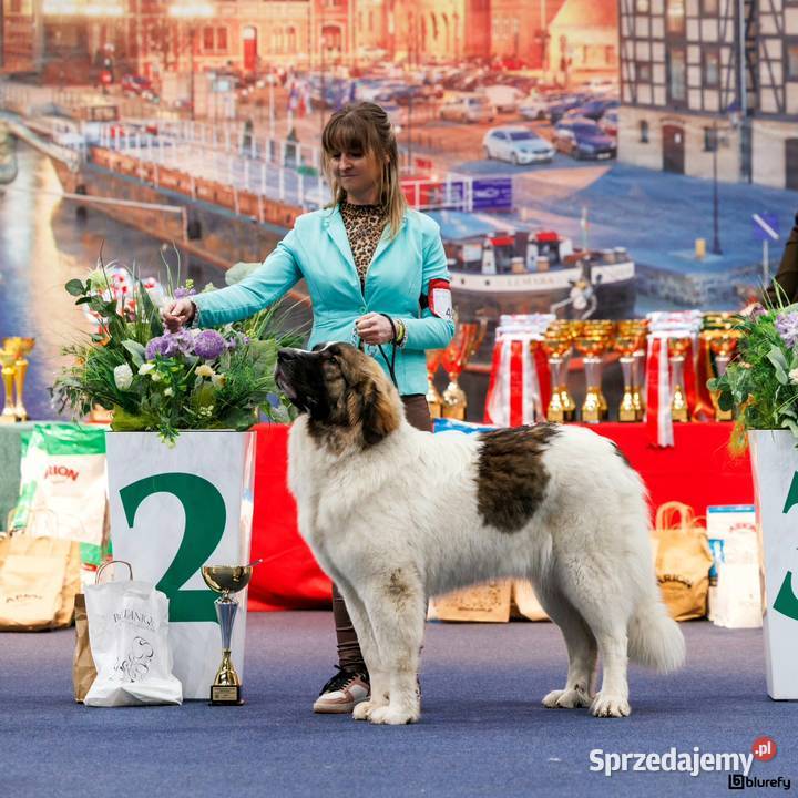 MASTIF PIRENEJSKI ZKWP FCI wielkopolskie Arentowo