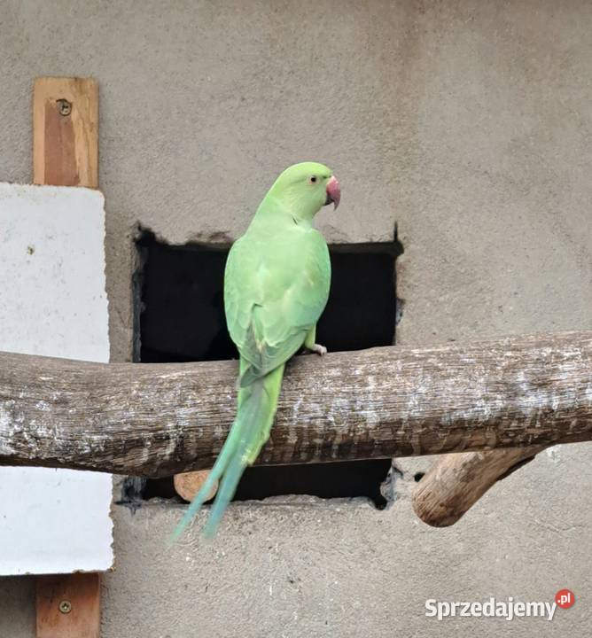 Sprzedam papugi aleksandretty obrożne Ptaki Czajków