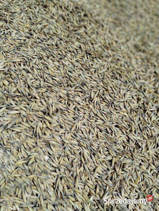 Sprzedam owies bingo zbiór 2024 Lipno sprzedam