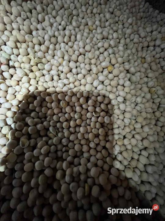 Groch ozimy odmiany DEXTER Dębowa Kłoda