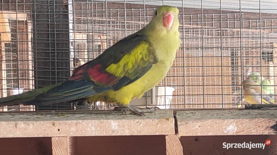 Papugi Rozelle gorskie baranandy Bełchatów