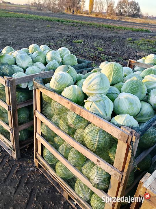 Kapusta biała Warta