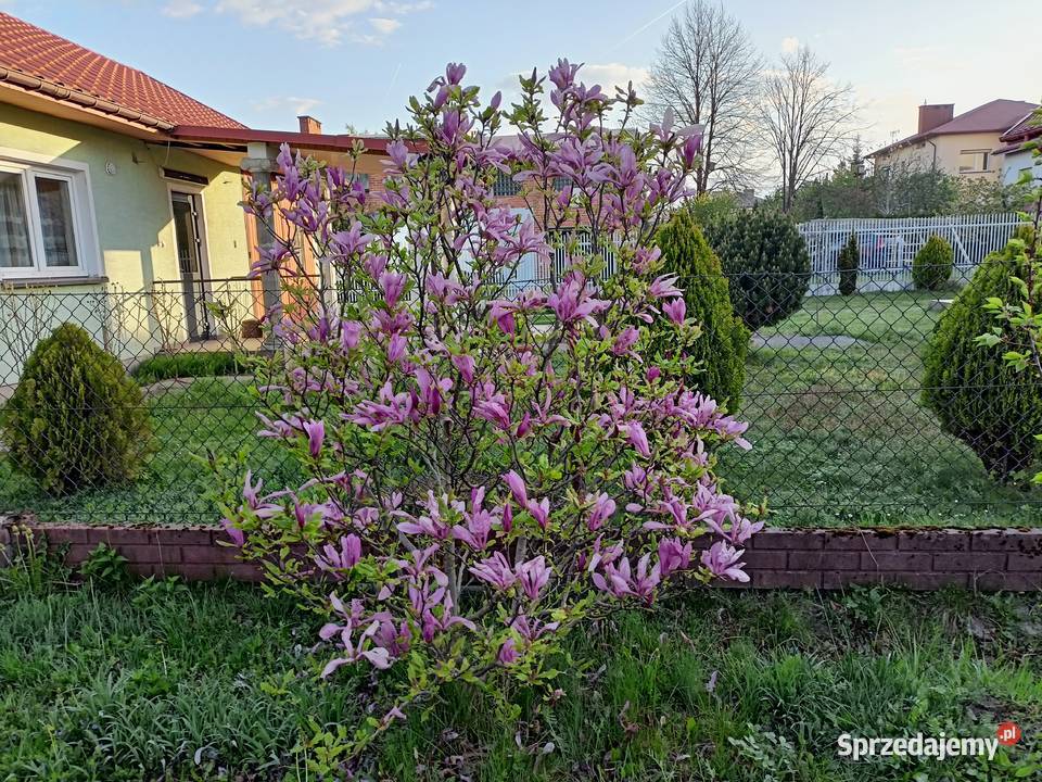 Magnolia Pozostałe Sokołów Małopolski