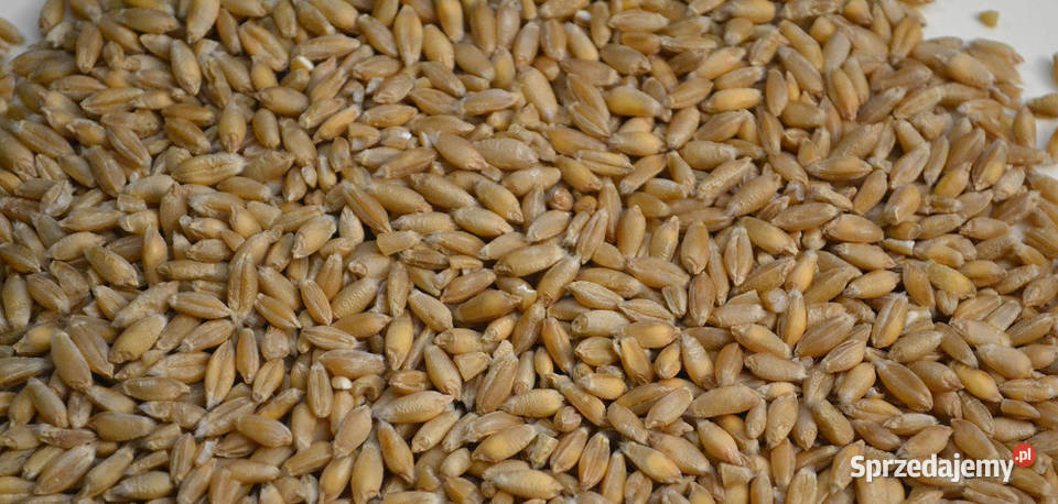 Przenżyto paszowe Domosław